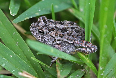 Southern Toad 2017-07-19