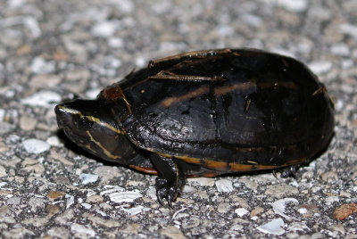 Striped Mud Turtle 2017-07-21