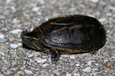 Striped Mud Turtle 2017-07-21