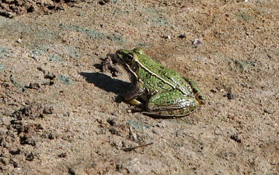 Plains Leopard Frog 2017-08-26