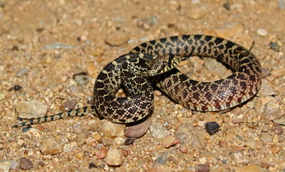 Bullsnake 2017-09-07