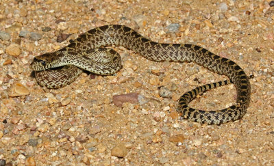 Bullsnake 2017-09-16