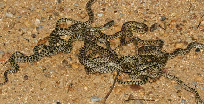 Bullsnake 2017-09-16