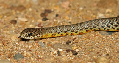 Eastern Yellow-bellied Racer 2017-09-07