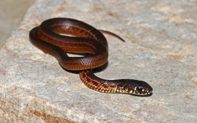 Eastern Yellow-bellied Racer 2017-09-16