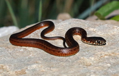 Eastern Yellow-bellied Racer 2017-09-16