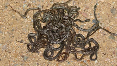 Eastern Yellow-bellied Racer 2017-09-16