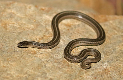 Lined Snake 2017-09-07