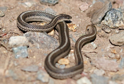 Lined Snake 2017-09-16