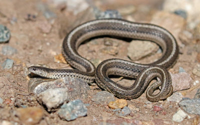 Lined Snake 2017-09-16