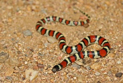 Milksnake 2017-09-07
