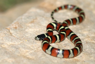 Milksnake 2017-09-07