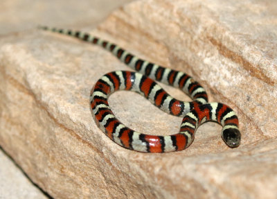 Milksnake 2017-09-07