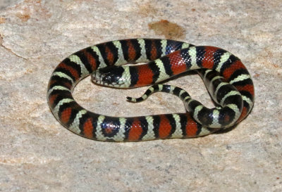 Milksnake 2017-09-16