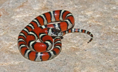 Milksnake 2017-09-16