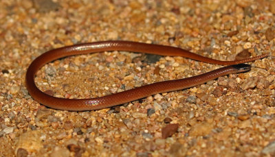 Plains Black-headed Snake 2017-09-16