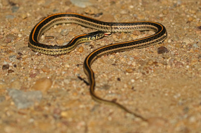 Plains Gartersnake 2017-09-07