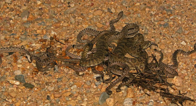 Prairie Rattlesnake 2017-09-07