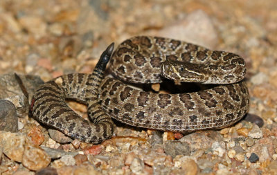 Prairie Rattlesnake 2017-09-07