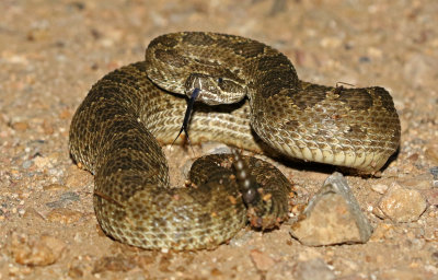 Prairie Rattlesnake 2017-09-07