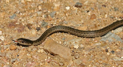 Wandering Gartersnake 2017-09-16