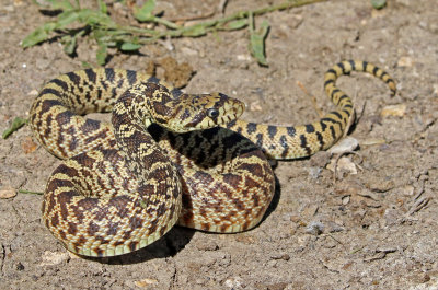 Bullsnake 2017-10-07