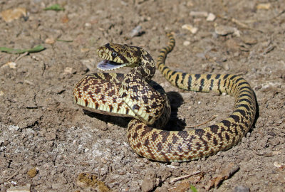 Bullsnake 2017-10-07
