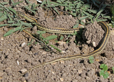 Plains Gartersnake 2017-10-07