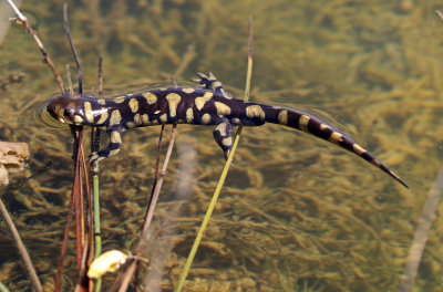 Tiger Salamander 2017-10-07