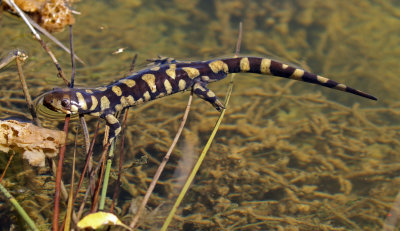 Tiger Salamander 2017-10-07
