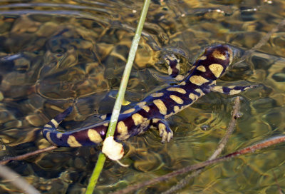 Tiger Salamander 2017-10-07
