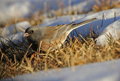 Dark-eyed Junco 2018-01-26