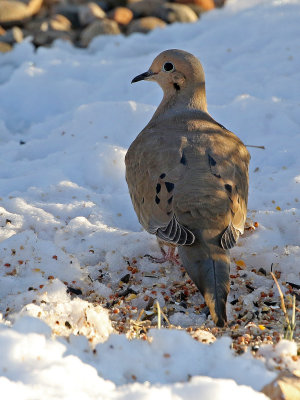Mourning Dove 2018-01-26