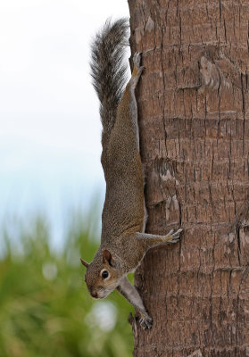 Eastern Gray Squirrel 2017-07-20