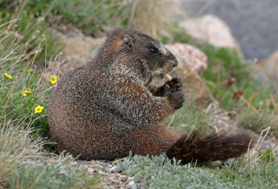 Yellow-bellied Marmot 2017-06-17