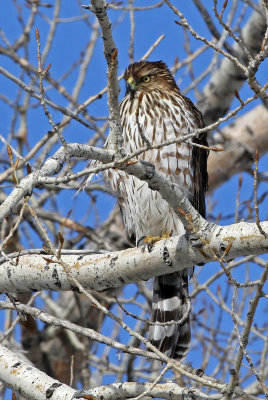 Cooper's Hawk 2018-02-02