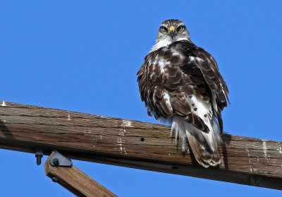 Ferruginous Hawk 2018-02-02