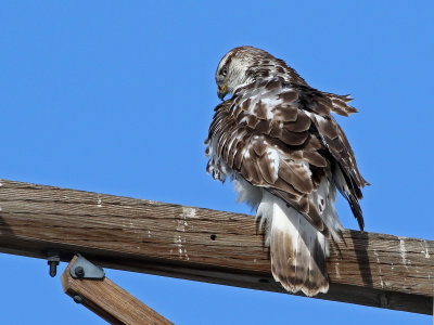 Ferruginous Hawk 2018-02-02