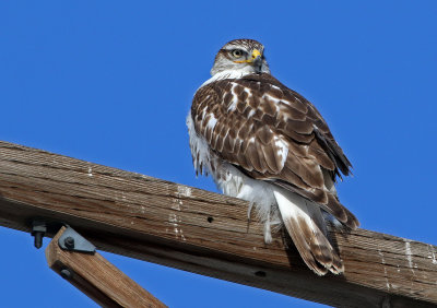Ferruginous Hawk 2018-02-02