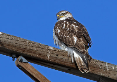 Ferruginous Hawk 2018-02-02