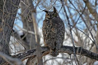 Great Horned Owl 2018-02-02