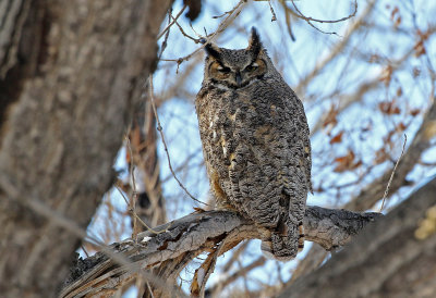 Great Horned Owl 2018-02-02