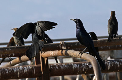Great-tailed Grackle 2018-02-02