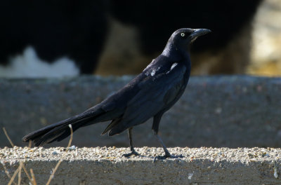Great-tailed Grackle 2018-02-02