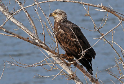 Bald Eagle 2018-02-03