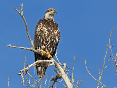 Bald Eagle 2018-02-03