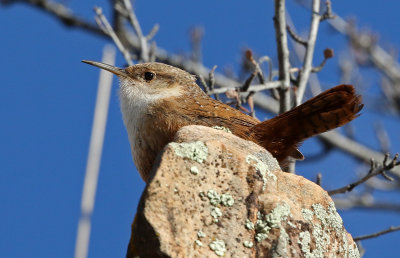 Canyon Wren 2018-02-03