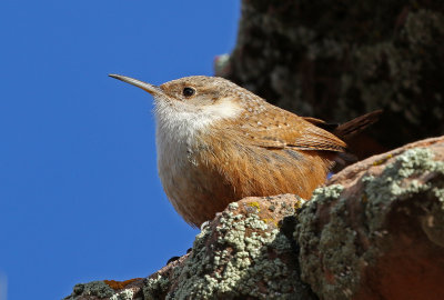 Canyon Wren 2018-02-03