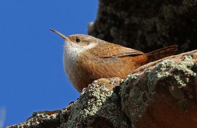 Canyon Wren 2018-02-03