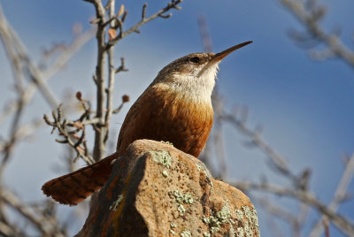 Canyon Wren 2018-02-03
